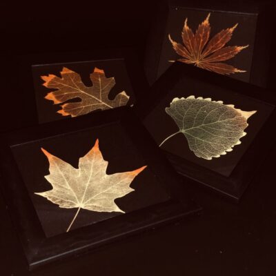 Four leaves of different colors are on a black surface.
